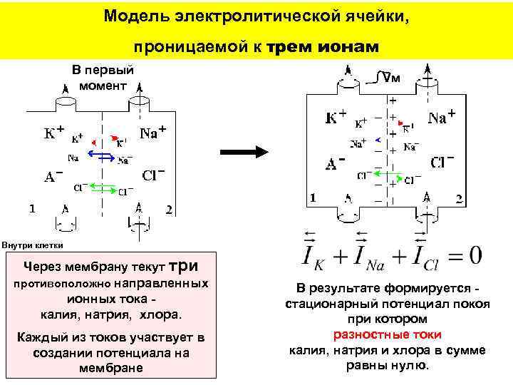 Модель электролитической ячейки, проницаемой к трем ионам В первый момент Vм Внутри клетки Через