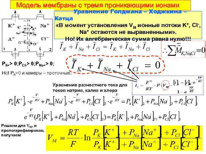 Модель мембраны с тремя проникающими ионами Уравнение Голдмана – Ходжкина – Катца «В момент