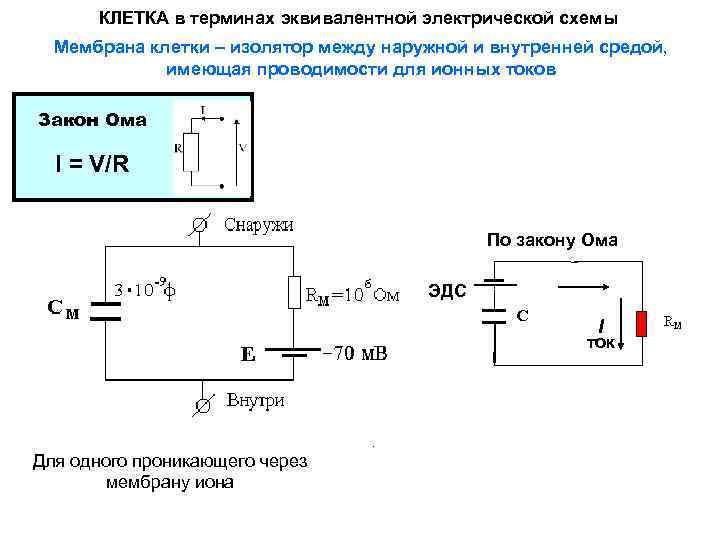 Эквивалентная электрическая схема тканей организма включает сопротивления