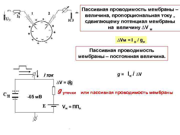 Пассивная проводимость мембраны – величина, пропорциональная току , сдвигающему потенциал мембраны на величину ∆V