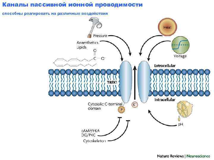 Каналы пассивной ионной проводимости способны реагировать на различные воздействия 