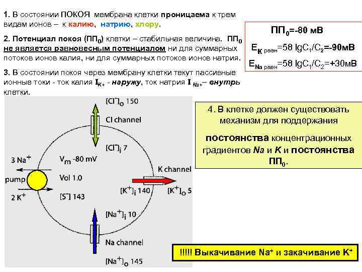 Графическое изображение потенциала покоя