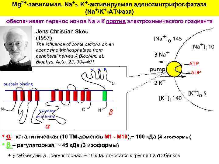 Mg 2+-зависимая, Na+-, K+-активируемая аденозинтрифосфатаза (Na+/K+-АТФаза) обеспечивает перенос ионов Na и К против электрохимического
