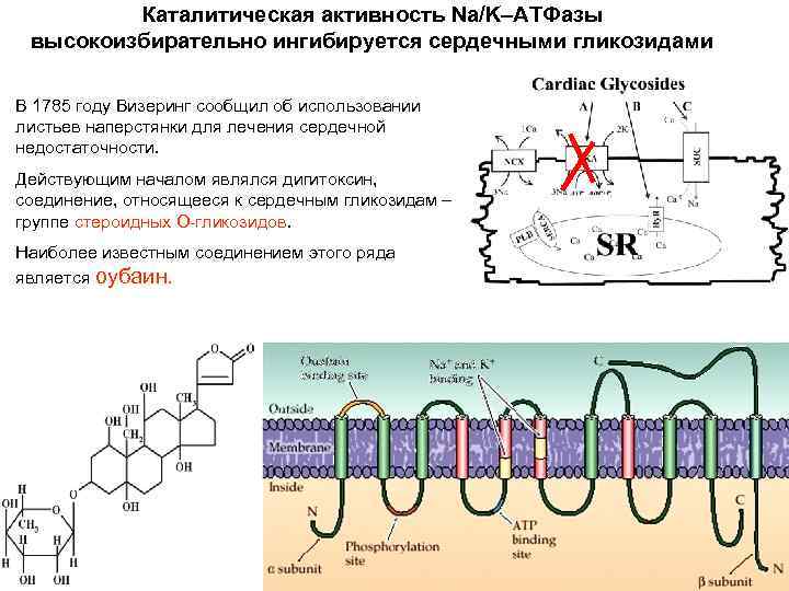 Каталитическая активность Na/K–ATФазы высокоизбирательно ингибируется сердечными гликозидами В 1785 году Визеринг сообщил об использовании
