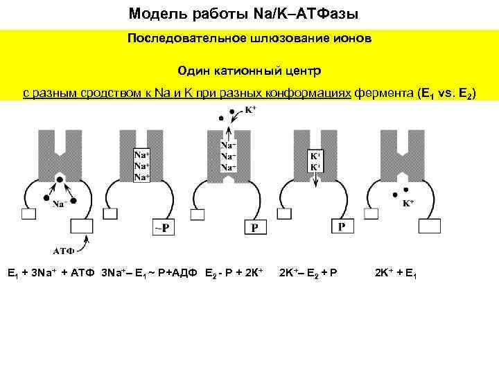 Модель работы Na/K–ATФазы Последовательное шлюзование ионов Один катионный центр с разным сродством к Na