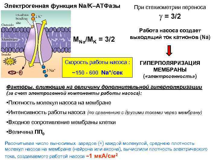 Электрогенная функция Na/K–ATФазы При стехиометрии переноса = 3/2 МNa/МK = 3/2 Работа насоса создает