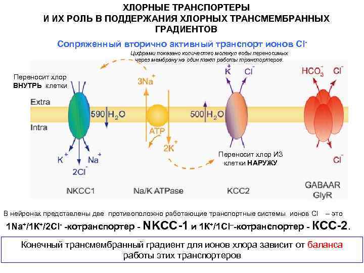 По какой схеме возможен одновременный трансмембранный перенос ионов калия и натрия