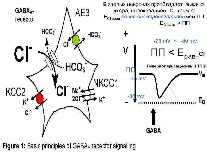 В зрелых нейронах преобладает выкачка хлора, высок градиент Cl так что EСl равн более