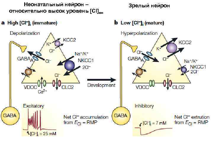 Неонатальный нейрон – относительно высок уровень [Cl]вн Зрелый нейрон 