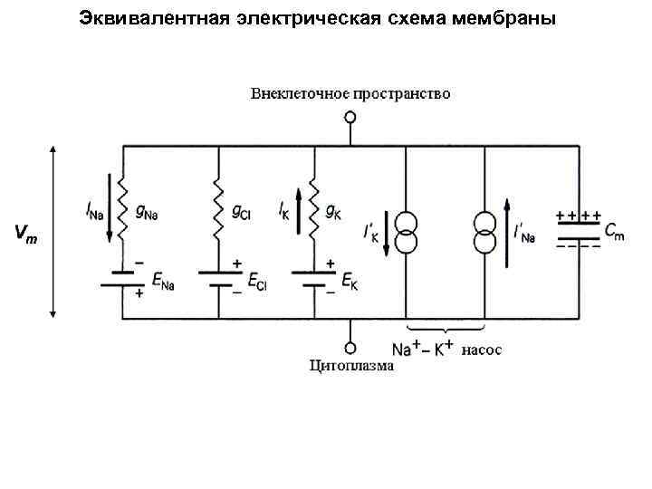 Эквивалентная схема пьезоизлучателя