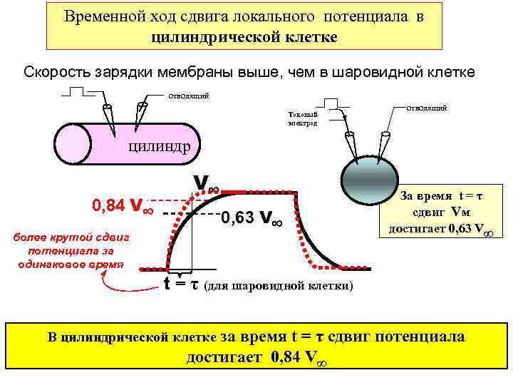 Временной ход сдвига локального потенциала в цилиндрической клетке Скорость зарядки мембраны выше, чем в
