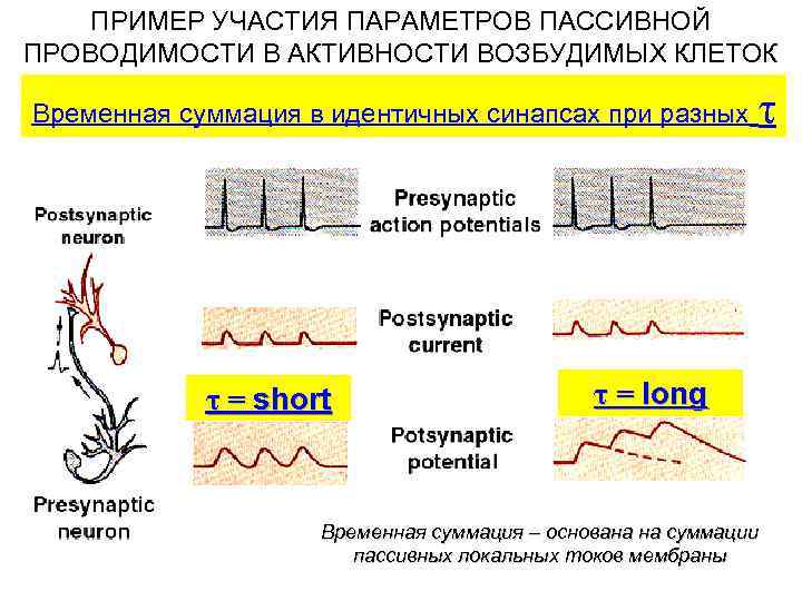 ПРИМЕР УЧАСТИЯ ПАРАМЕТРОВ ПАССИВНОЙ ПРОВОДИМОСТИ В АКТИВНОСТИ ВОЗБУДИМЫХ КЛЕТОК Временная суммация в идентичных синапсах