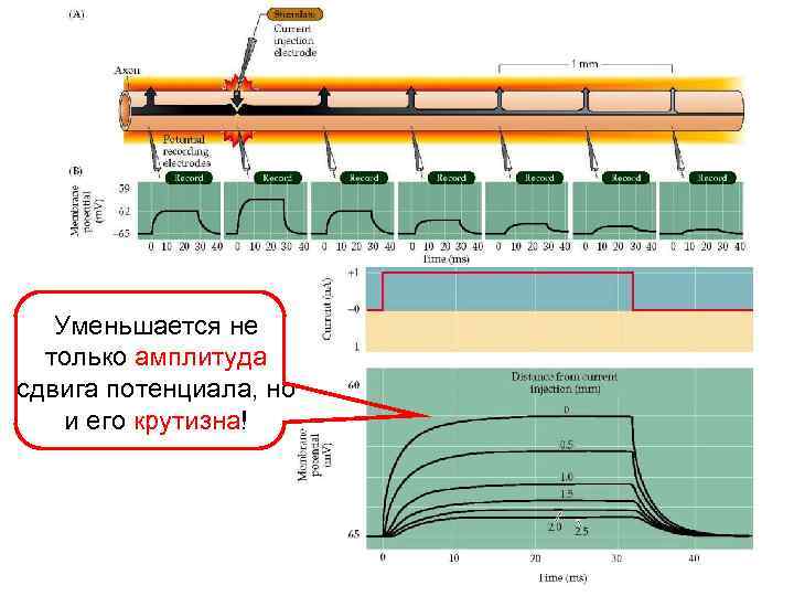 Уменьшается не только амплитуда сдвига потенциала, но и его крутизна! 