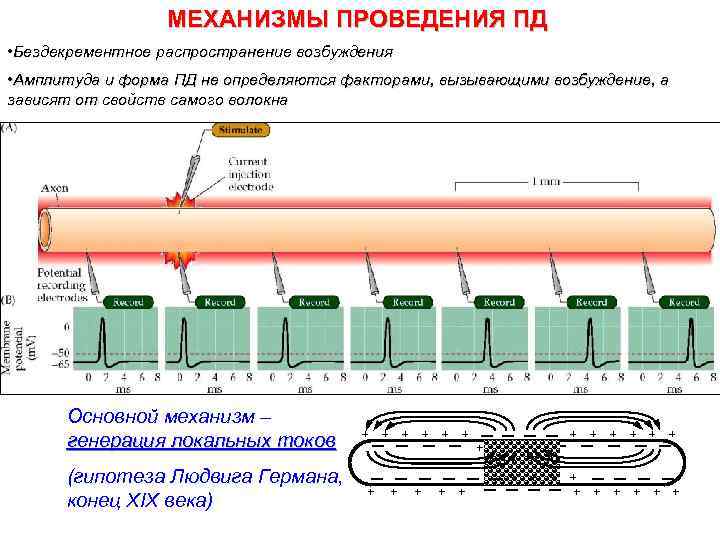 МЕХАНИЗМЫ ПРОВЕДЕНИЯ ПД • Бездекрементное распространение возбуждения • Амплитуда и форма ПД не определяются