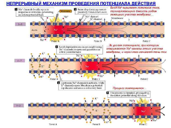 НЕПРЕРЫВНЫЙ МЕХАНИЗМ ПРОВЕДЕНИЯ ПОТЕНЦИАЛА ДЕЙСТВИЯ Вход Na+ вызывает появление тока, перезаряжающего ёмкость рядом лежащего