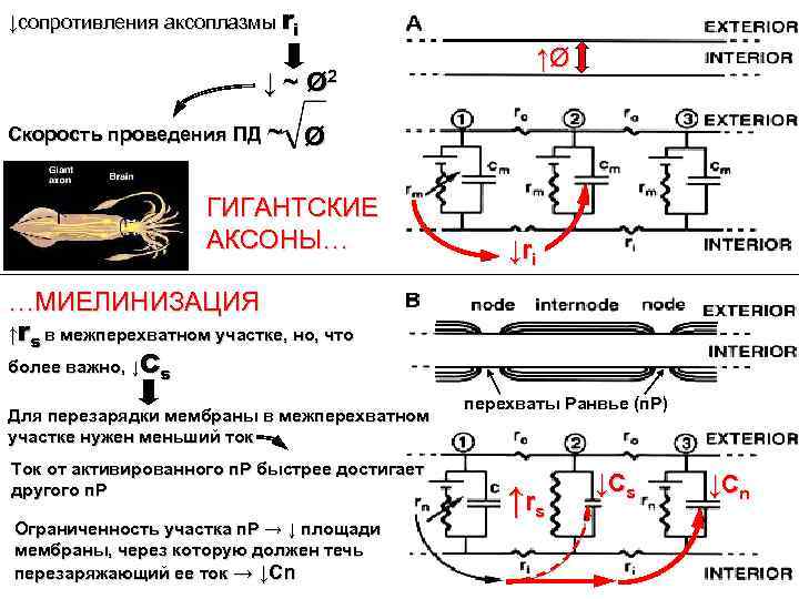 ↓сопротивления аксоплазмы ri ↓ ~ Ø 2 Скорость проведения ПД ~ ↑Ø Ø ГИГАНТСКИЕ