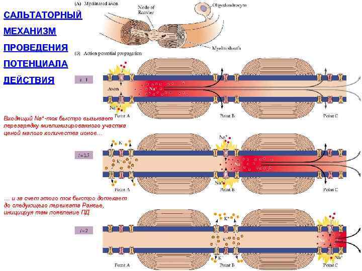 САЛЬТАТОРНЫЙ МЕХАНИЗМ ПРОВЕДЕНИЯ ПОТЕНЦИАЛА ДЕЙСТВИЯ Входящий Na+-ток быстро вызывает перезарядку миелинизированного участка ценой малого