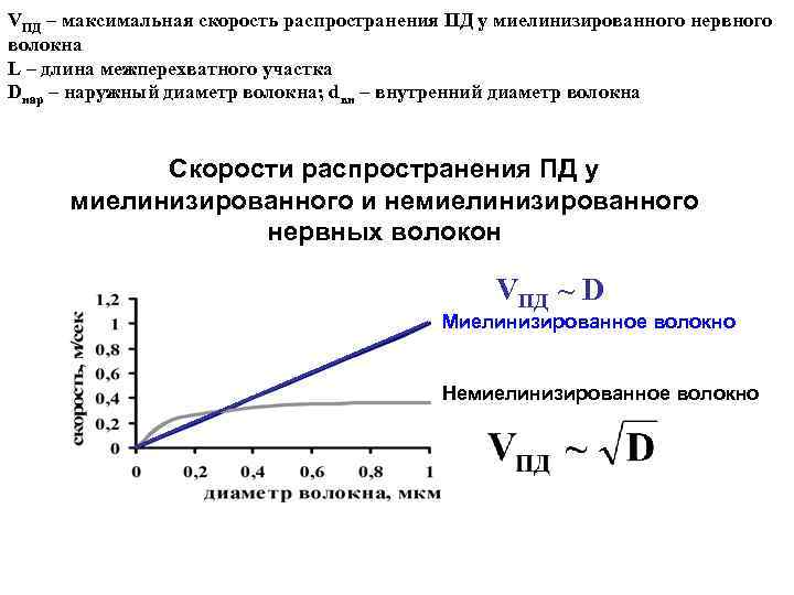 VПД – максимальная скорость распространения ПД у миелинизированного нервного волокна L – длина межперехватного