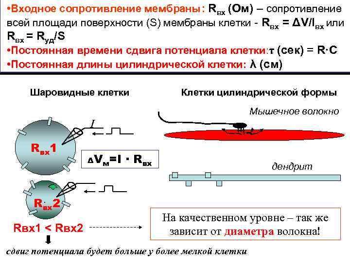 Постоянная длины