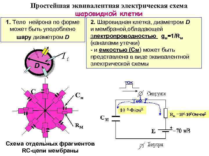 Простейшая эквивалентная электрическая схема шаровидной клетки 1. Тело нейрона по форме может быть уподоблено