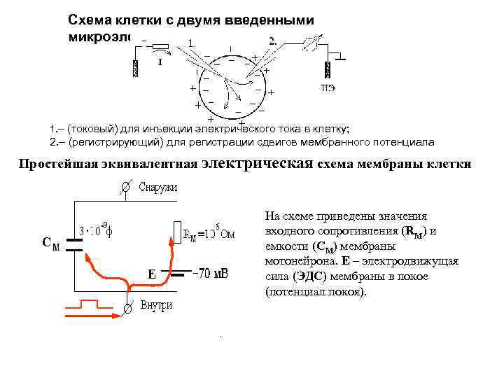 Схема клетки с двумя введенными микроэлектродами 1. – (токовый) для инъекции электрического тока в