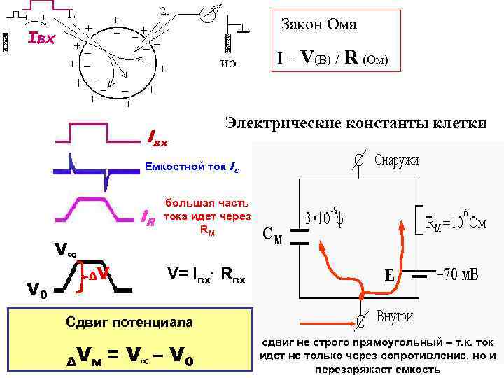 Закон Ома Iвх I = V(В) / R (Ом) Iвх Электрические константы клетки Емкостной