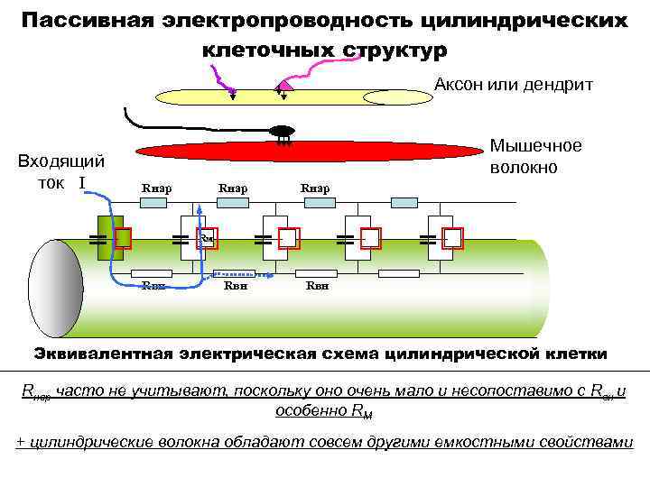 Пассивная электропроводность цилиндрических клеточных структур Аксон или дендрит Входящий ток I Мышечное волокно Rнар