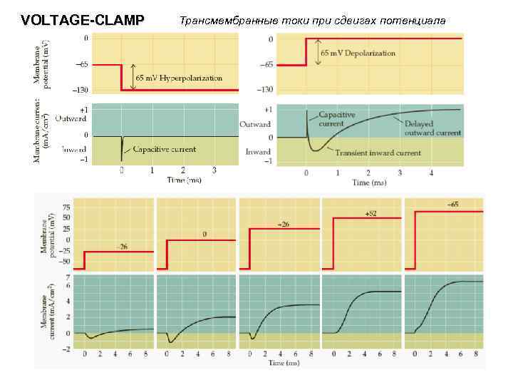 VOLTAGE-CLAMP Трансмембранные токи при сдвигах потенциала 