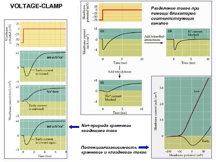 VOLTAGE-CLAMP Разделение токов при помощи блокаторов соответствующих каналов Na+-природа «раннего» входящего тока Потенциалозависимость «раннего»