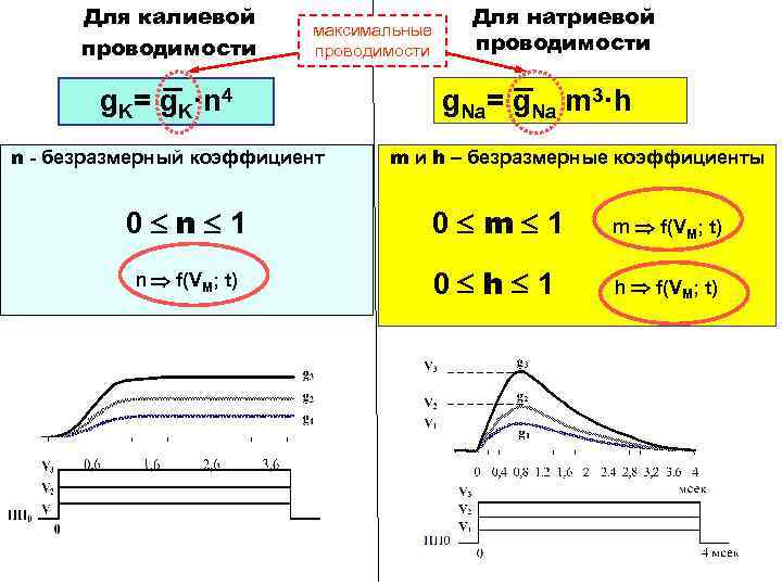 Для калиевой проводимости максимальные проводимости g. K= g. K·n 4 n - безразмерный коэффициент