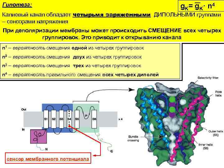 Гипотеза: g K= g K· n 4 Калиевый канал обладает четырьмя заряженными ДИПОЛЬНЫМИ группами