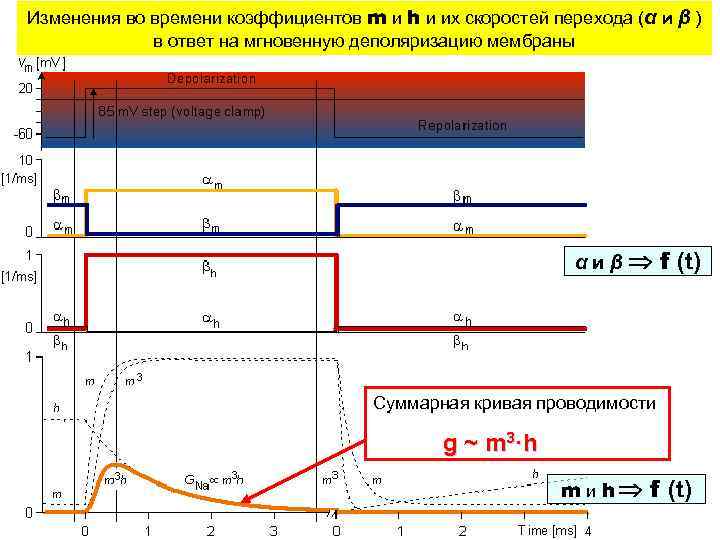 Изменения во времени коэффициентов m и h и их скоростей перехода (α и β