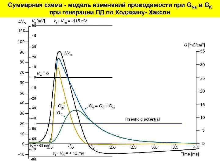 Суммарная схема - модель изменений проводимости при GNa и GK при генерации ПД по