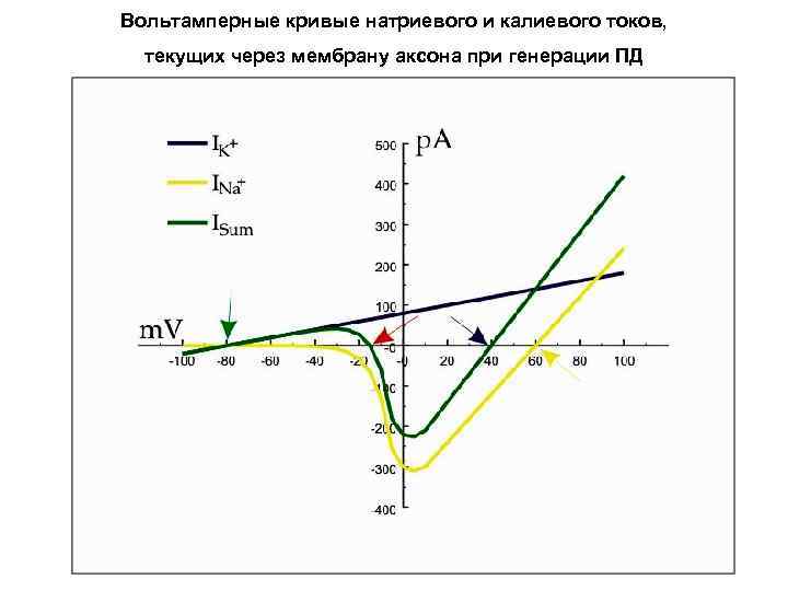 Вольтамперные кривые натриевого и калиевого токов, текущих через мембрану аксона при генерации ПД 