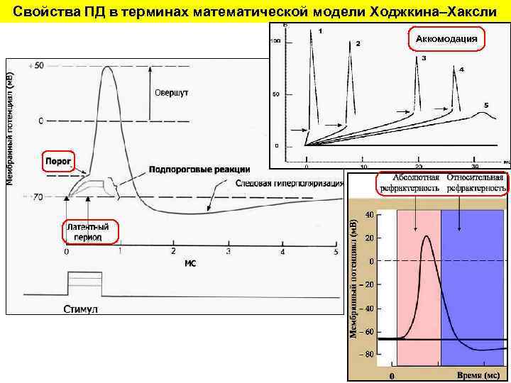 Свойства ПД в терминах математической модели Ходжкина–Хаксли Аккомодация 