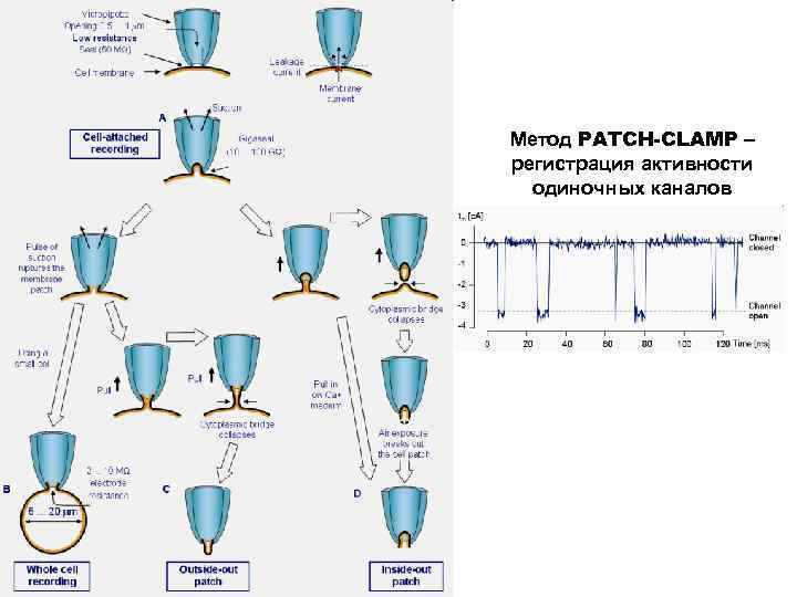 Метод PATCH-CLAMP – регистрация активности одиночных каналов 