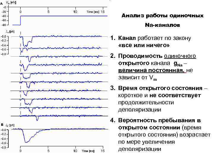Анализ работы одиночных Na-каналов 1. Канал работает по закону «все или ничего» 2. Проводимость