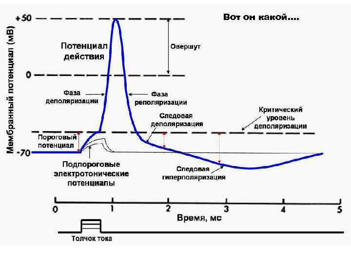 Вот он какой…. 