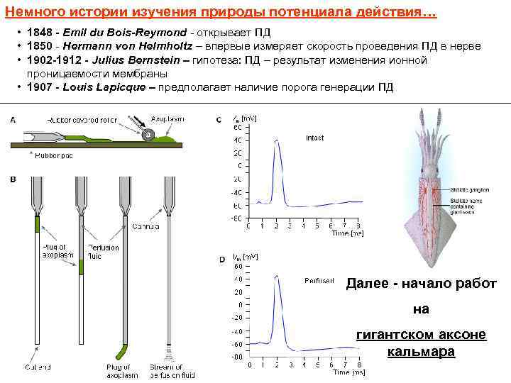 Немного истории изучения природы потенциала действия… • 1848 - Emil du Bois-Reymond - открывает