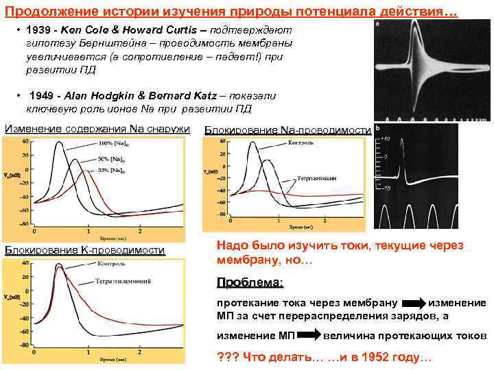 Продолжение истории изучения природы потенциала действия… • 1939 - Ken Cole & Howard Curtis