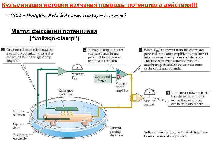 Кульминация истории изучения природы потенциала действия!!! • 1952 – Hodgkin, Katz & Andrew Huxley
