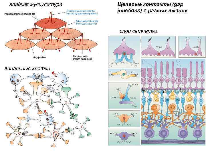 гладкая мускулатура Щелевые контакты (gap junctions) в разных тканях слои сетчатки глиальные клетки 