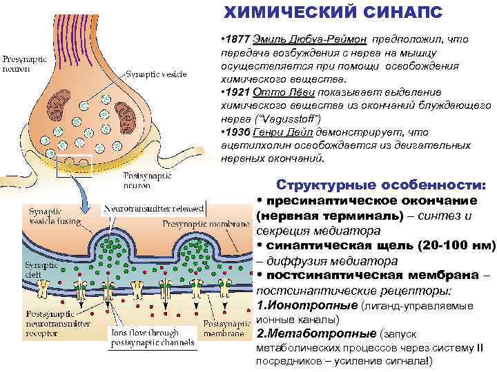 Механизм передачи химического синапса. Субсинаптическая мембрана синапса. Химический синапс. Химическая синаптическая передача. Этапы синаптической передачи в химическом синапсе.