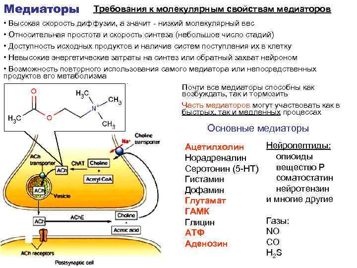 Медиаторы Требования к молекулярным свойствам медиаторов • Высокая скорость диффузии, а значит - низкий