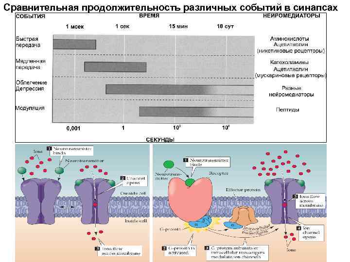 Сравнительная продолжительность различных событий в синапсах 