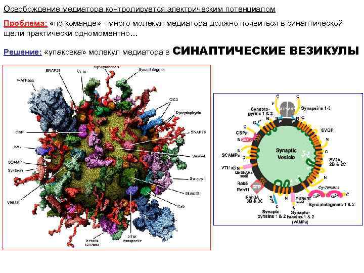 Освобождение медиатора контролируется электрическим потенциалом Проблема: «по команде» - много молекул медиатора должно появиться