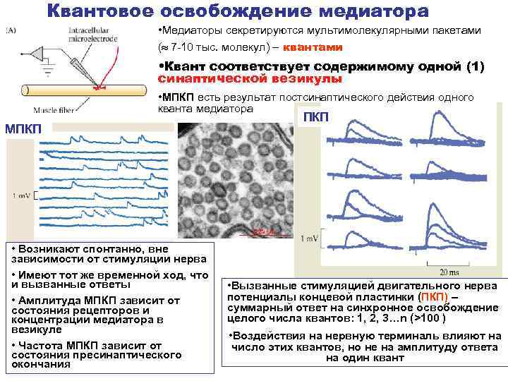 Потенциал концевой пластинки. Миниатюрный потенциал концевой пластинки. Квант медиатора. Освобождение медиатора физиология. Миниатюрные потенциалы концевой пластинки (МПКП.