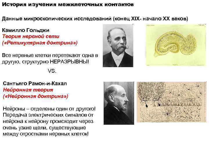История изучения межклеточных контактов Данные микроскопических исследований (конец XIX- начало XX веков) Камилло Гольджи