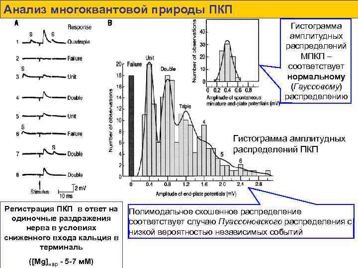 Анализ многоквантовой природы ПКП Гистограмма амплитудных распределений МПКП – соответствует нормальному (Гауссовому) распределению Гистограмма