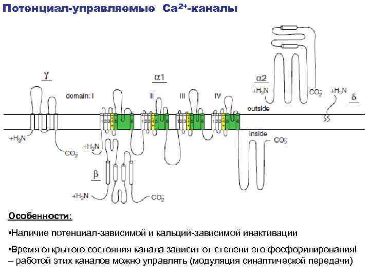 Потенциал-управляемые Са 2+-каналы Особенности: • Наличие потенциал-зависимой и кальций-зависимой инактивации • Время открытого состояния